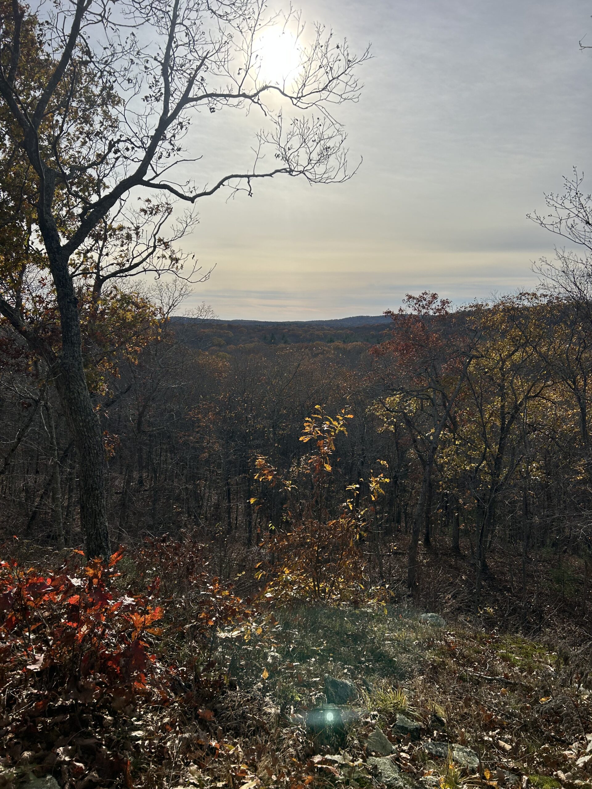 tri town forest preserve